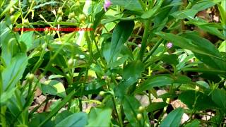 Philippine spinach  Surinam Purslane  Talinum fruticosum  Potherb Fameflower [upl. by Idola]