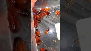 I Gave Roaches to my Honeypot Ants [upl. by Cohbath818]