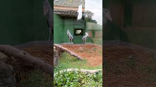 Shoebill stork sounds [upl. by Adnileb68]