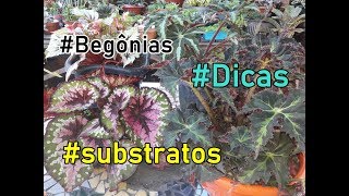 Cuidando das begônias Substrato DICAS [upl. by Yand184]