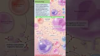 Immune Thrombocytopenia ITP Pathophysiology itp immunethrombocytopenia plateletdisorder shorts [upl. by Errised3]