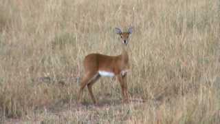 The Oribi one of Africas rarer antelopes [upl. by Aticilef]