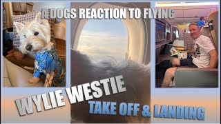 DOGS REACTION TO TAKE OFF amp LANDING ON A PLANE  DOG IN CABIN  SINGAPORE AIRLINES [upl. by Walker]