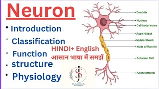 Neuron Nervous system  Anatomy amp Physiology  Hindi English [upl. by Kinnie661]