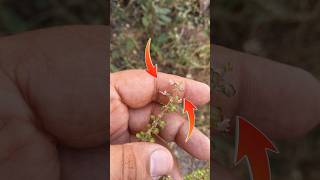 Ocimum plant तुलसी पौधा shortsfeed shortsvideo shorts peepalbaba [upl. by Lucie]