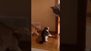 Funny Dogs and Cat 😂 funny shorts trending youtubeshorts viralshorts dog cat [upl. by Holcman]