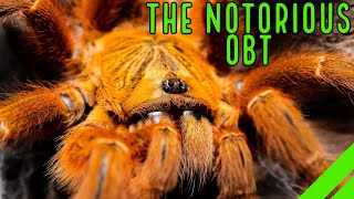 Orange Baboon Tarantula OBT Pterinochilus murinus Care amp Husbandry [upl. by Ardaid]