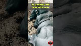 El Secreto Detrás de la Musculatura del Belgian Blue belgianblue ganado azulbelga campo [upl. by Ahsot]