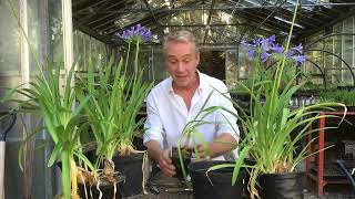 How to tidy up your agapanthus after flowering stinkyditchnursery750 Aug ‘22 [upl. by Odyssey]