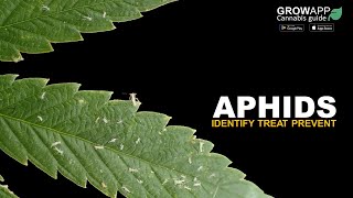 Aphids  How to identify treat and prevent aphids on cannabis plants [upl. by Bandur]