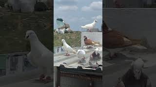 killer brothers loft pigeons explore explorepage viral [upl. by Auqenwahs]