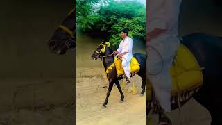 horselover🐴 youtubeviralshortautomobilevlogak47loversidhumoosewalanazishgujjar🦁 [upl. by Harvard471]