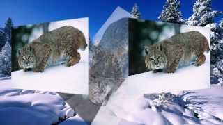 Wild Animal Pictures Slideshow [upl. by Teleya689]