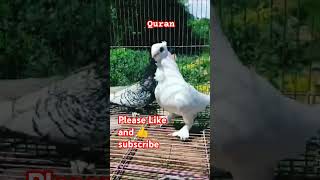 Allah quran viralvideo shorts fancypigeon pigeon fancykabutar kabootar whatsappstatus video [upl. by Jaclyn177]