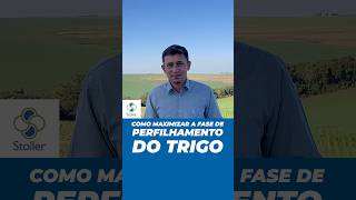 Como maximizar a fase de perfilhamento do Trigo  stoller agro agricultura [upl. by Boaten850]