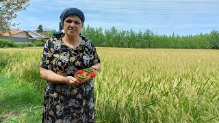 Rural daily life gilanvillage house gilan in iranmaking cocoa potato 🥔😋 and pickled eggplant 🍆🥕🧅🫑 [upl. by Potter]