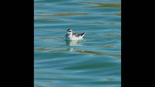 Rednecked Phalarope never swims straight [upl. by Rhody]