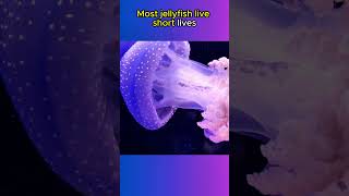 Jellyfish Have NO BRAIN OR HEART🪼🪼🌊 animals animalfacts shorts [upl. by Annaor730]