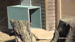 Adopt a meerkat at Durrell [upl. by Aninaig]