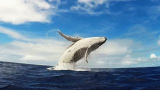 GoPro Humpback Whale Breach  Mother amp Calf [upl. by Rip]