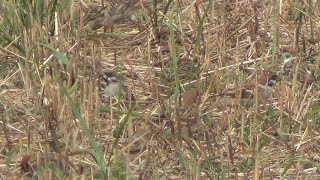 Горобці польові Passer montanus на житньому полі [upl. by Anaiek]