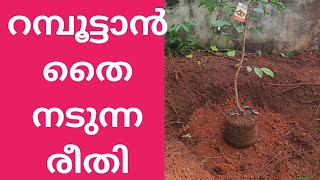 റമ്പൂട്ടാൻ തൈ നടുന്ന രീതിrambutan planting [upl. by Baese]