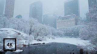 Snowfall in Central Park New York  Walking in Central Park in the Winter Snow [upl. by Siward908]