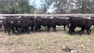 Schiavello Pty Ltd AugSep 23 Drop Heifers [upl. by Argile]