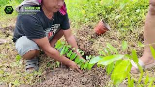 How to plant the Aquilaria Lapnisan aka AGARWOOD Seedlings Lets do it the WITSAWA way [upl. by Suired]