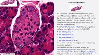 HISTOLOGI BUKSPYTTKJERTELEN PANCREAS [upl. by Trefor845]