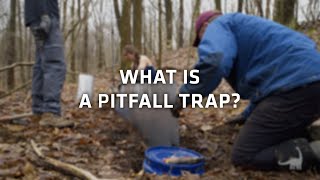 What is a Pitfall Trap for Herpetology Ask A Scientist [upl. by Eecyac]