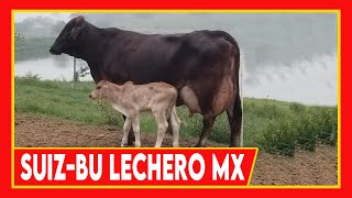 🔴 VACAS LECHERAS SUIZ BU EN MEXICO ✅ Ganado Lechero Doble Proposito cow [upl. by Nerrot]