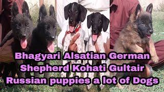 German Shepherd Bhagyari Alsatian Russian puppies Kohati Gultair Dogs and puppies 03139393944 [upl. by Remle66]