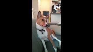 Basenji getting excited [upl. by Lennaj]