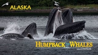 Humpback Whales  Alaska Behind the Scenes [upl. by Ahsiem]