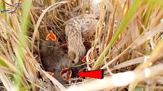 Spragues pipit birds beautiful babies  Animals and Birds [upl. by Eymaj376]