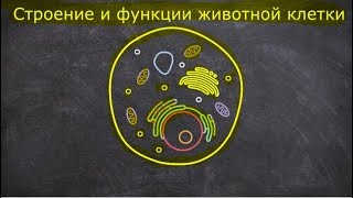 Строение и функции животной клетки [upl. by Elston]