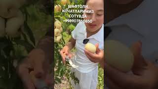 🌳🌳🍑🍑 agro fruit rekda garden rekaciq love rekkaciqiplos mango rekkachiqiplos baki rek [upl. by Priebe56]