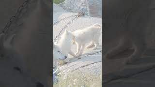 Greenland ❄️🐋 Ep 17 nature greenland ilulissat dog sleddogs puppy puppies [upl. by Iclek321]