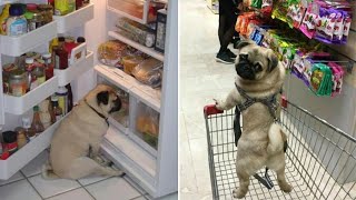 Only Pug can make us HAPPY and LAUGH  Funny and Cute Pug Puppy Videos Compilation [upl. by Anirba417]