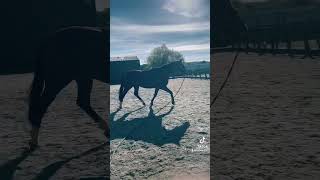 Lunging 🐴horse [upl. by Pia]