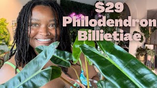 HOUSEPLANT HAUL Philodendron Billietiae  My First Plant Buy in over a month [upl. by Coonan280]