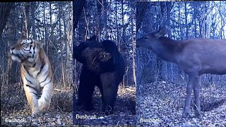 Amur tiger Ussuri brown hebear deer black bear orphans with Sergey Kolchin [upl. by Ayekal776]