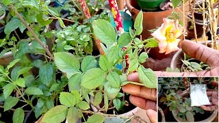 சின்ன பூ ரோஜா செடி பெரிய பூ பூக்க ஒரு சிறப்பான உரம்  Best Fertilizer for Small bloom Rose Plant [upl. by Ahsemot]