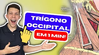 TRÍGONO OCCIPITAL  Limites e Conteúdo [upl. by Norina]