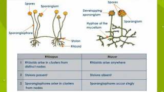 Bacteria and Fungi [upl. by Astraea]