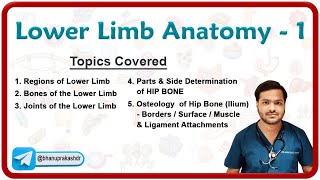 Lower Limb Anatomy  Osteology of the Hip Bone 🦴🦵 [upl. by Weeks45]