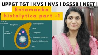 Entamoeba histolytica  Protozoa  Animal kingdom  UPPGT TGT biology  DSSSB  KVS  NVS  NEET [upl. by Hamlen523]