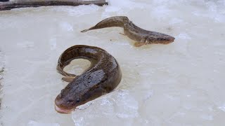 Matikka Burbot American Finlander Lobster  Official Trailer [upl. by Adelbert746]