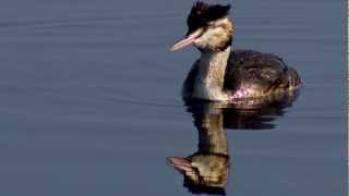 Little Grebe  Bird Call  Bird Song [upl. by Asor995]